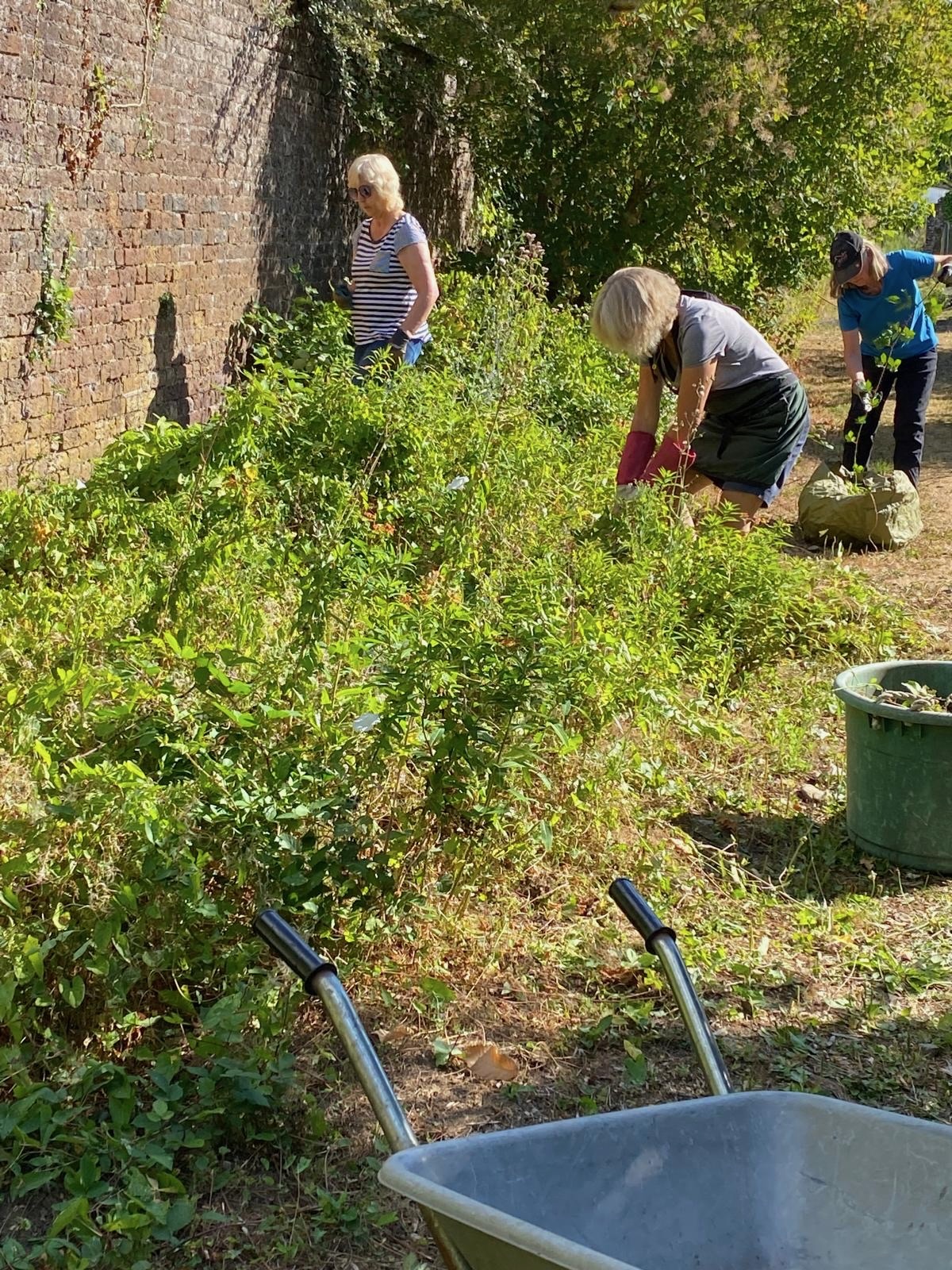 Our volunteers tending plants beside the garden wall
