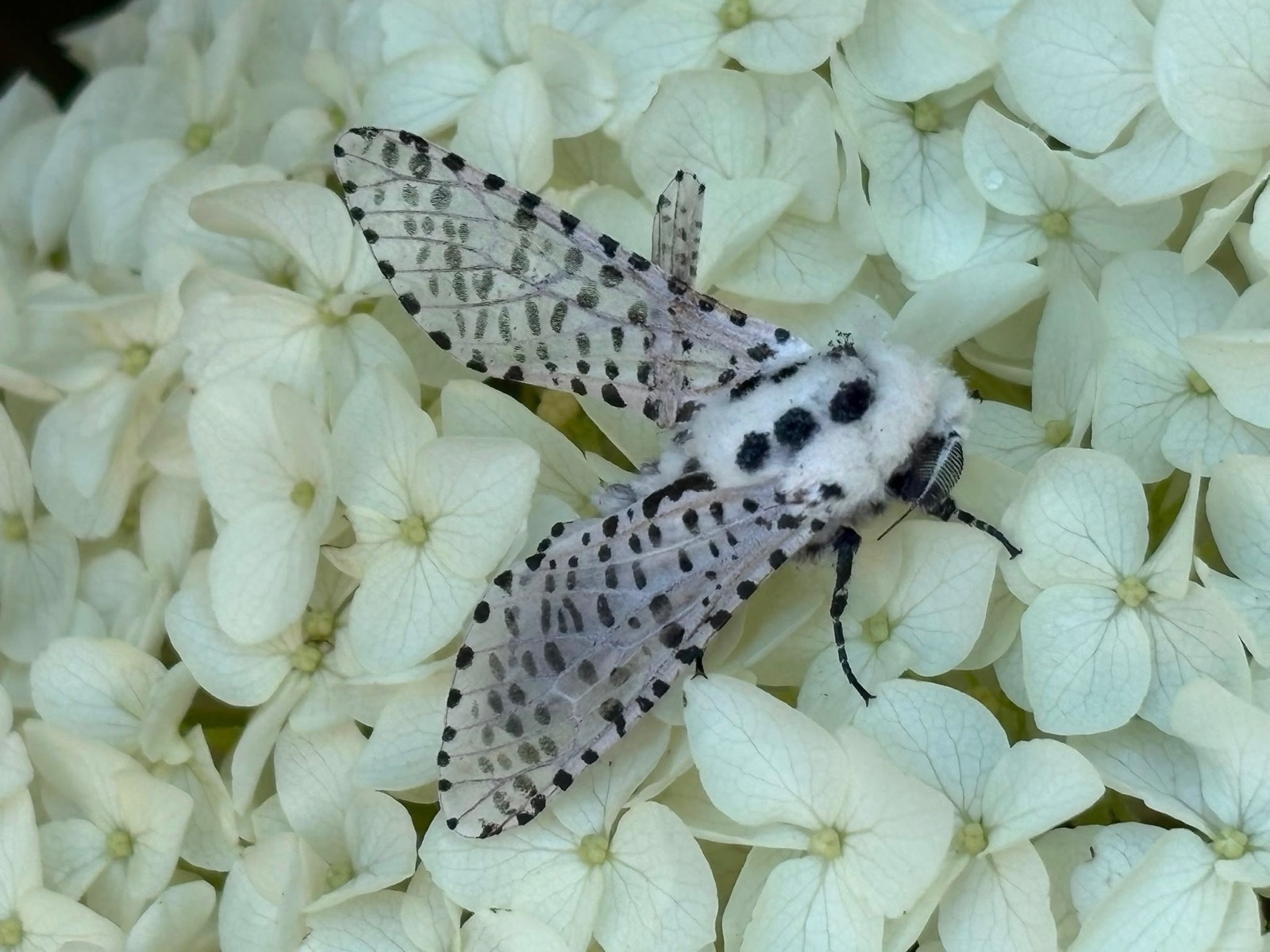 A spotted moth resting on pale flowers