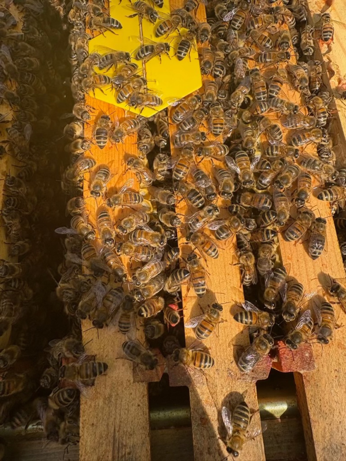 Bees gathered on a hive frame