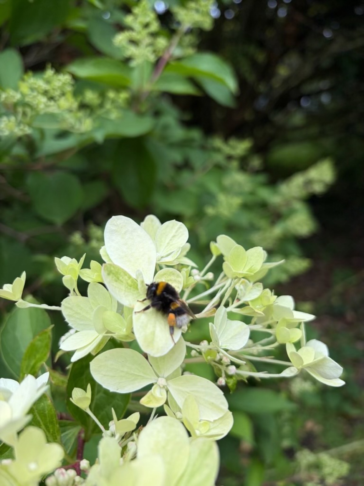 A bee visiting a cluster of pale flowers